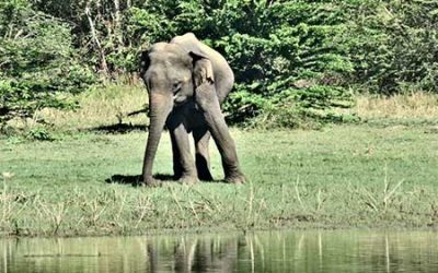 Faune et Flore au Sri Lanka