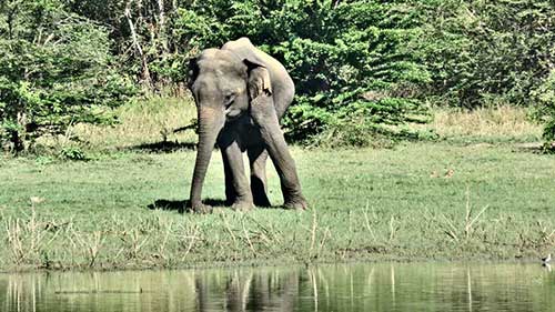 Faune et Flore au Sri Lanka