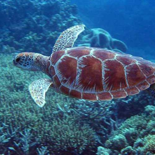 Plongée et snorkeling au Sri Lanka